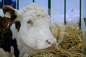 Milking cow at agricultural animal exhibition, trade show - close up