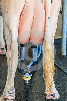 Milking a cow