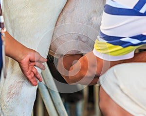 Milking a cow