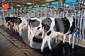 Milking Cows