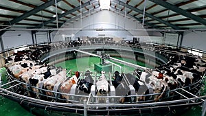 Milking cows by automatic industrial milking rotary system in modern diary farm