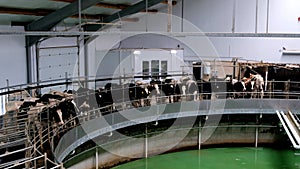 Milking cows by automatic industrial milking rotary system in modern diary farm