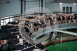 Milking cows by automatic industrial milking rotary system in modern diary farm