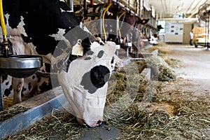 Milking cows by automatic industrial milking rotary system in modern diary farm, white cow in foreground