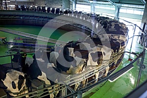 Milking cows at dairy farm rotary parlour system