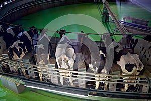 Milking cows at dairy farm rotary parlour system