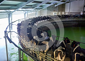 Milking cows at dairy farm rotary parlour system