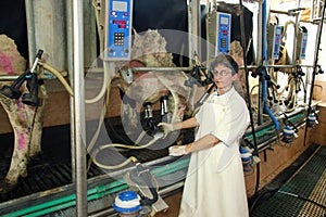 Milking Cows on Farm