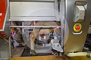 Milking the cows with a fully automated milking robot