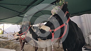 Milking cows with hats standing at agricultural exhibition. Milking cattle