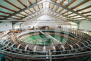 Milking cows process on automatic industrial milking system in dairy farm