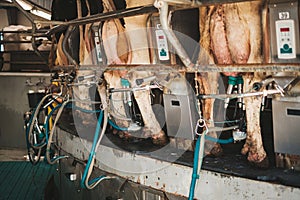 Milking cows on rotary milking parlor