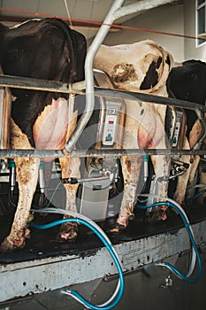 Milking cows on rotary milking parlor