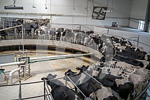 Milking cows special agriculture farming equipment on dairy farm. Livestock husbandry and Production of dairy products