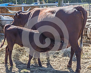 Milking Devon Cow and Calf