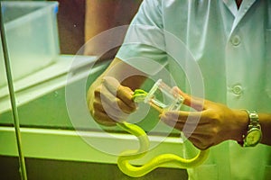 Milking green pit viper (Trimeresurus) snake for venom to produce snake antidote serum photo