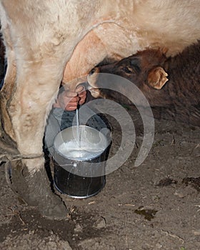 Milking hand and feeding calf