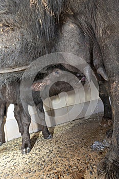 milking industry on the buffala cow farm in Brazil. calf sucks on cow