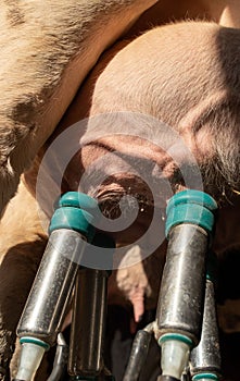 Milking machine on cow`s udders