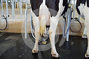 Milking machines, Dairy cattle farms