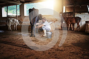 Milking one cow after the next. Full length shot of a young male farmhand milking a cow in the barn.