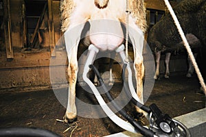 Milking parlor for the sheep