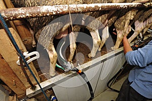 Milking parlor for the sheep