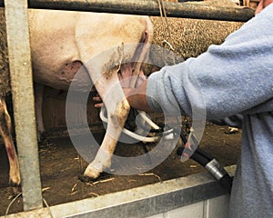 Milking parlor for the sheep