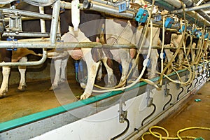 Milking pumps fitted to cows udders on a farm