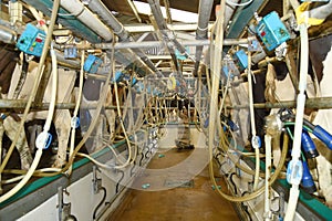 Milking shed for dairy cows on a farm