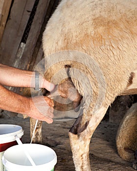 Milking sheep