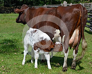 Milking Shorthorn Calf Nursing from Mom