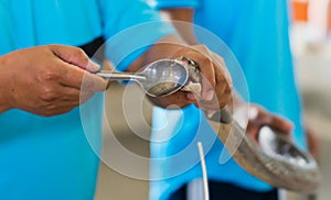 Milking snake for venom