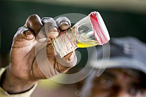 Milking snake for venom