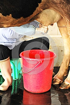 Milkmaid hand milking photo