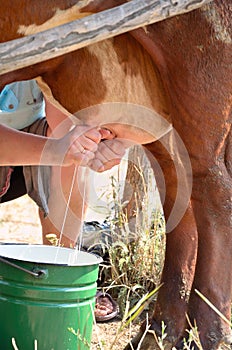 Milkmaid milking a cow closeup vertical photo