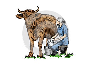 Milkmaid milking cow photo