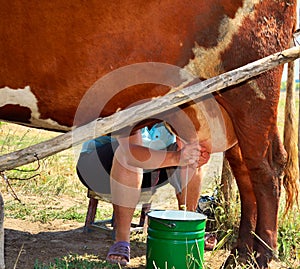Milkmaid milking a cow square format photo