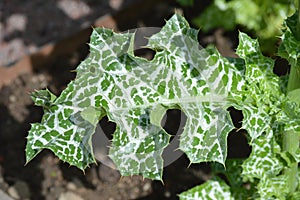 Milkthistle Leaf