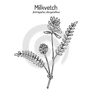 Milkvetch astragalus dasyanthus , medicinal plant