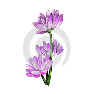 Milkvetch isolated digital art illustration. Astragalus herb, legume Fabaceae. Milkvetch purple flowers, locoweed or goats-thorn A