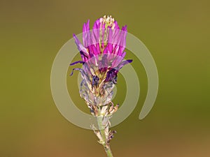 Milkvetch purple flower, Astragalus onobrychis