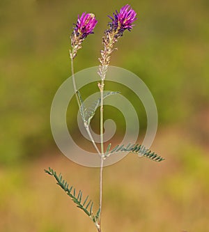 Milkvetch purple flower, Astragalus onobrychis