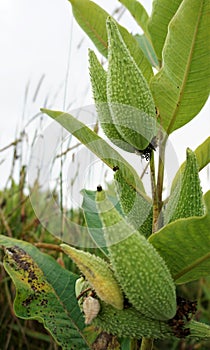 Milkweed