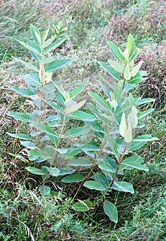 Milkweed