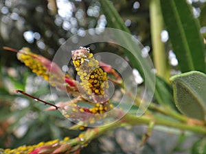 Milkweed aphids in oleander plant photo
