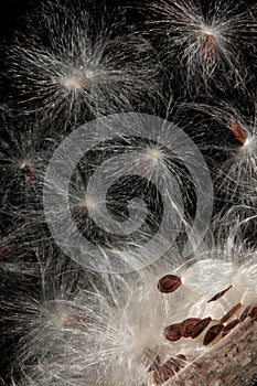 Milkweed (Asclepias) Seeds & Pod photo