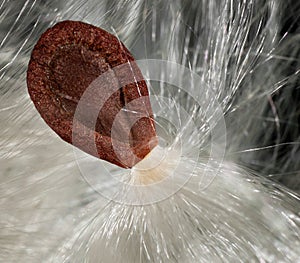 Milkweed (Asclepias) Single Seed photo