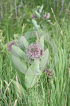 Milkweed, Asclepias syriaca (flowering)