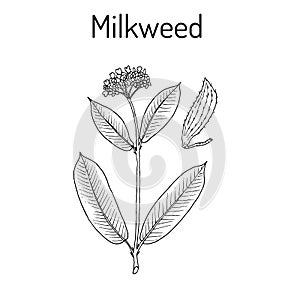 Milkweed Asclepias syriaca , medicinal plant photo
